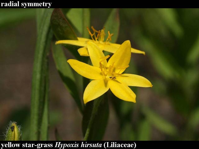 yellow star-grass