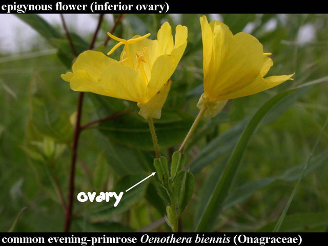 evening-primrose