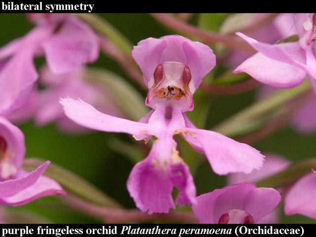 purple fringeless orchid