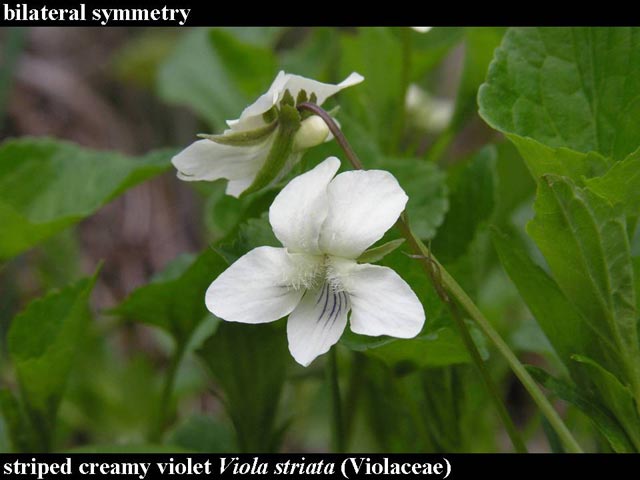 striped creamy violet