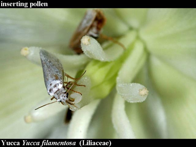 yucca moth pollinating