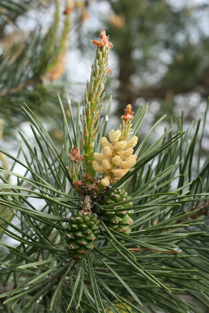 Scotch Pine male cones