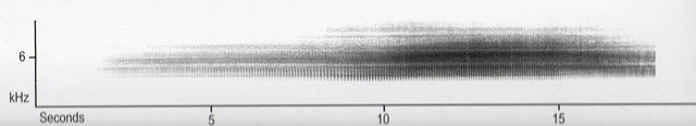 swamp cicada sonogram