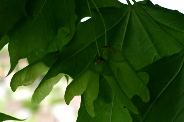 Norway maple young fruits