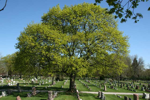 norway maple tree for sale