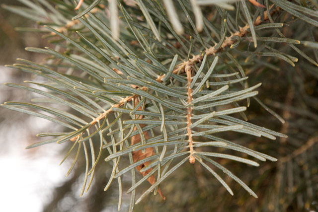 fir branch