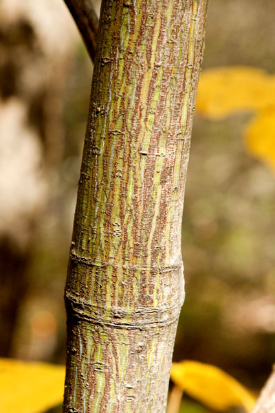 striped maple bark