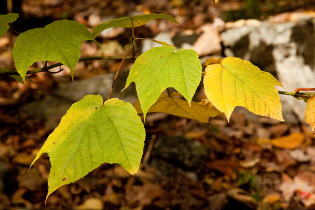 striped maple