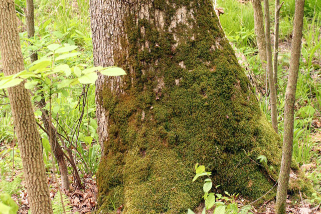 mossy base of tree