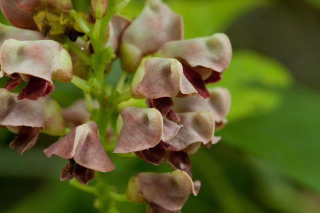 ground-nut flowers