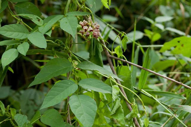 ground-nut