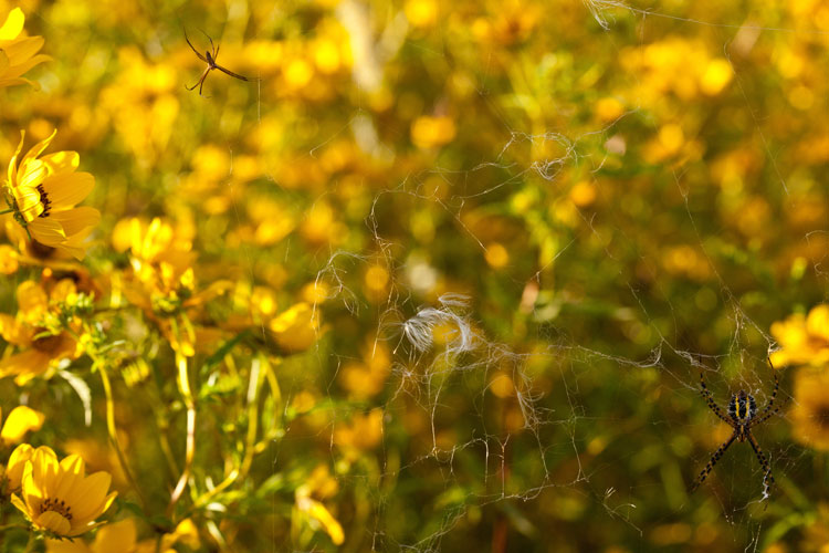 banded garden spiders