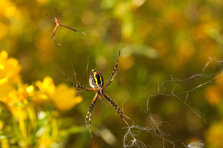 banded garden spiders