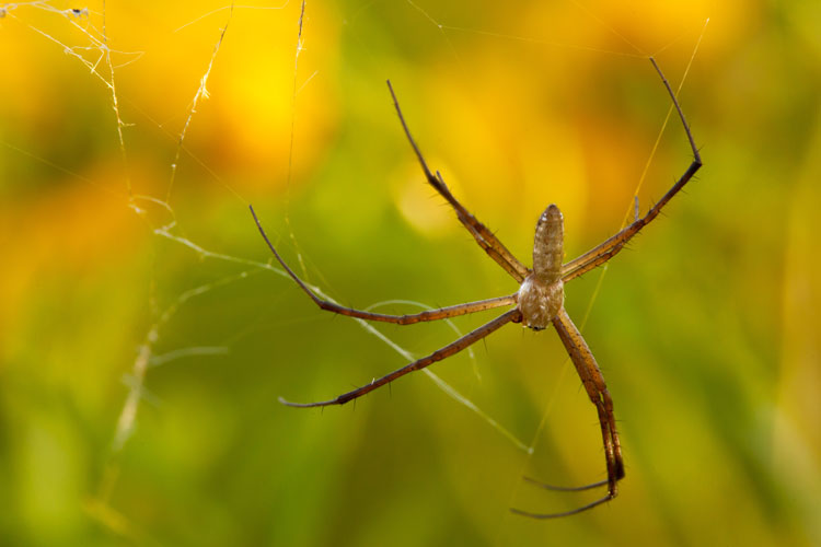 Argiope trifasciata male