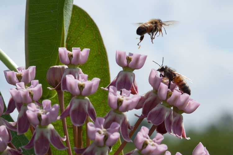 bee flies away from milkweed