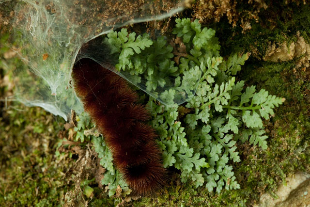 mountain spleenwort