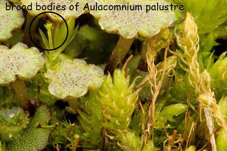 Aulacomnium palustre