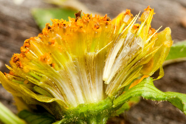 Bidens head split