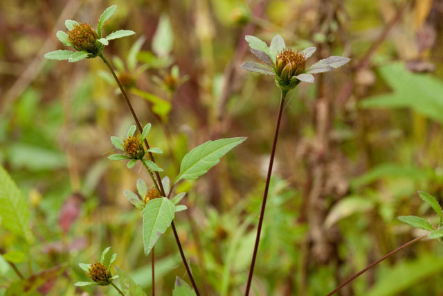 Bidens frondosa