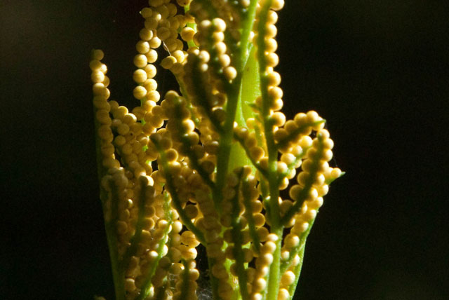 grape fern sporangia