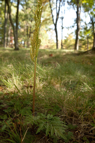 lavy-fron grape fern