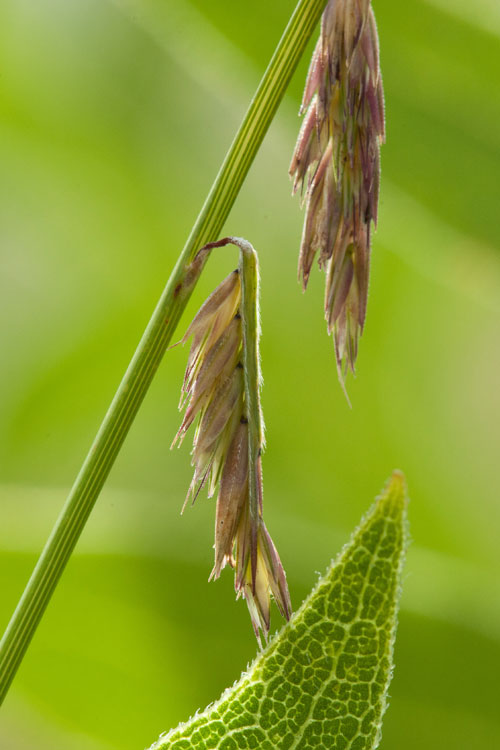 side-oats grama spike