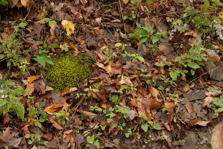 Bryoandersonia illecebra