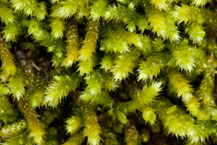 Bryoandersonia illecebra