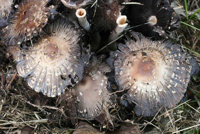 Coprinus from above