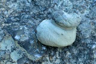 fossil gastropod