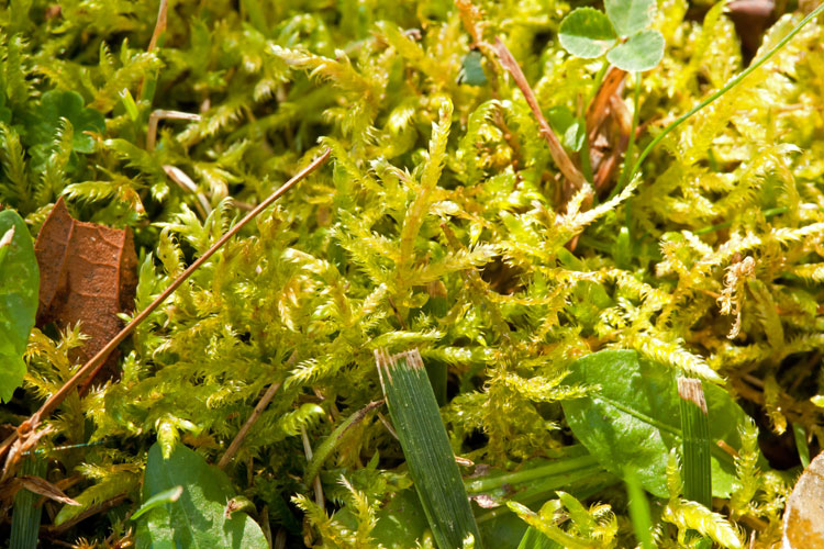 Calliergonella lindbergii