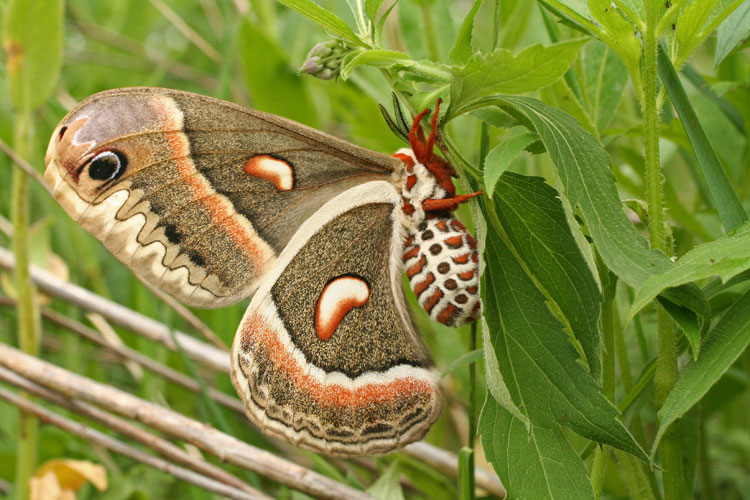 cecropia moth