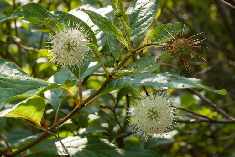 buttonbush