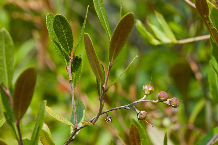 the leatherleaf