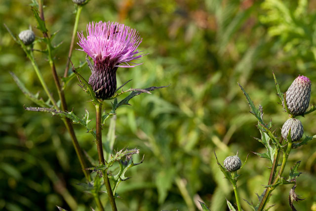 swamp thistle