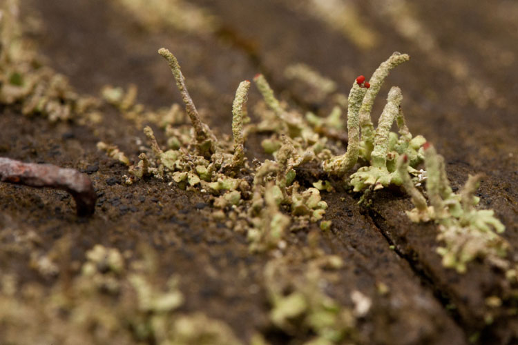 Cladonia macilenta