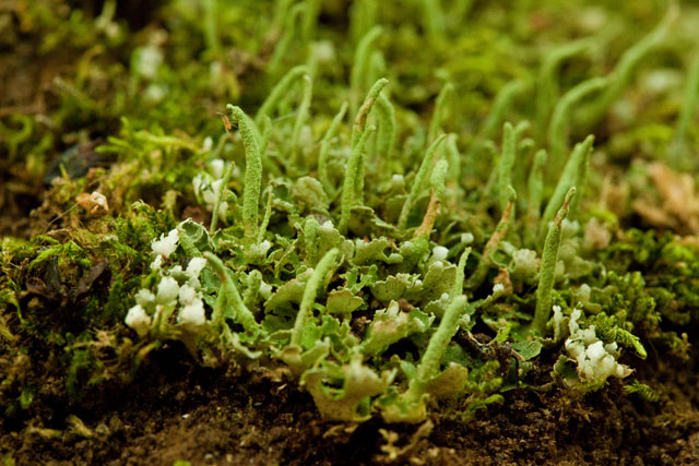 Cladonia ochrochlora