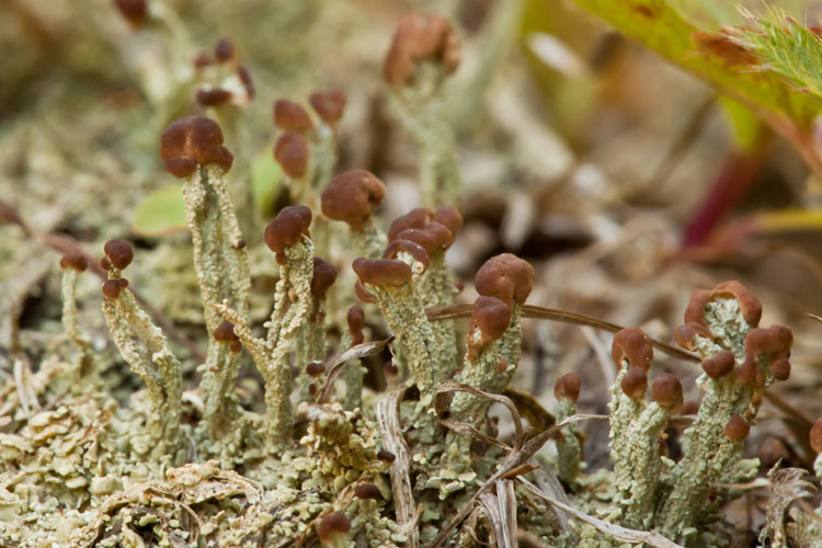 turban lichen