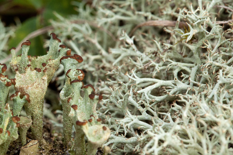 gray reindeer-lichen