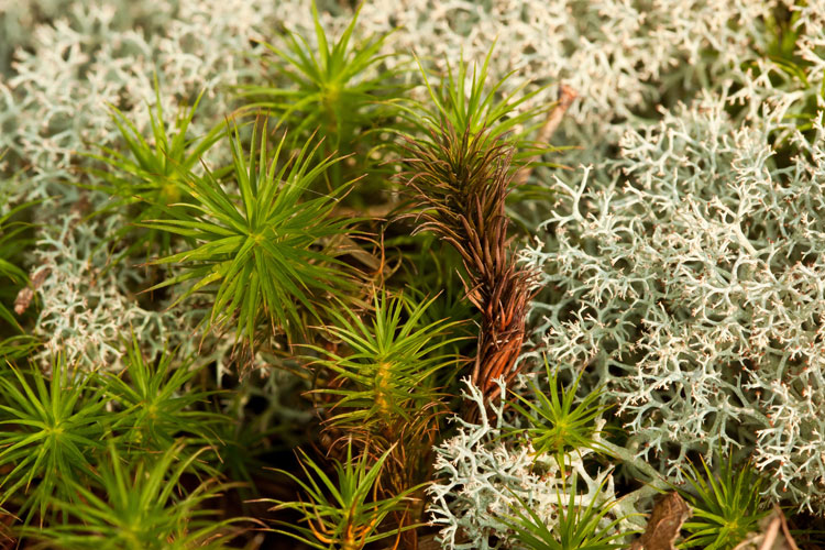 Cladonia subtenuis