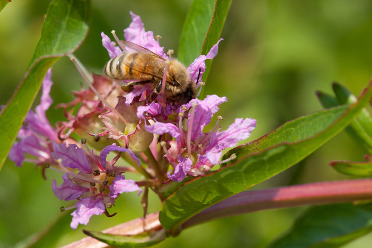 swamp loosestrife