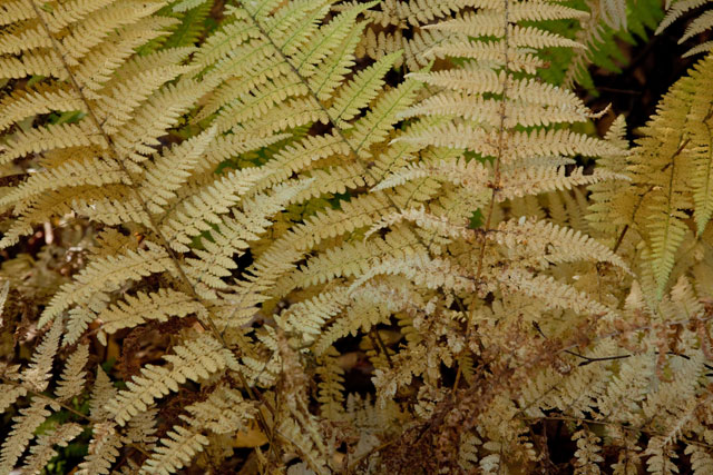 hay-scented fern