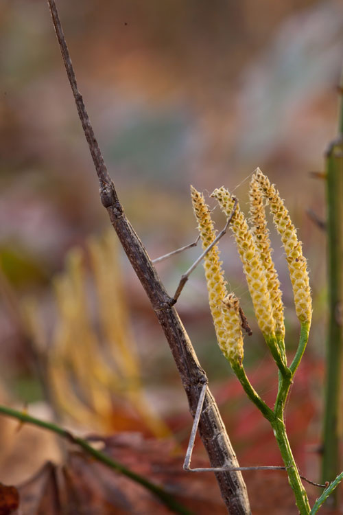 Diapheromera femorata