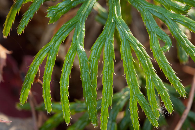 Diphiastrum branch