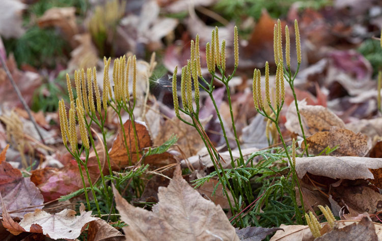 Diphasiastrum digitatum