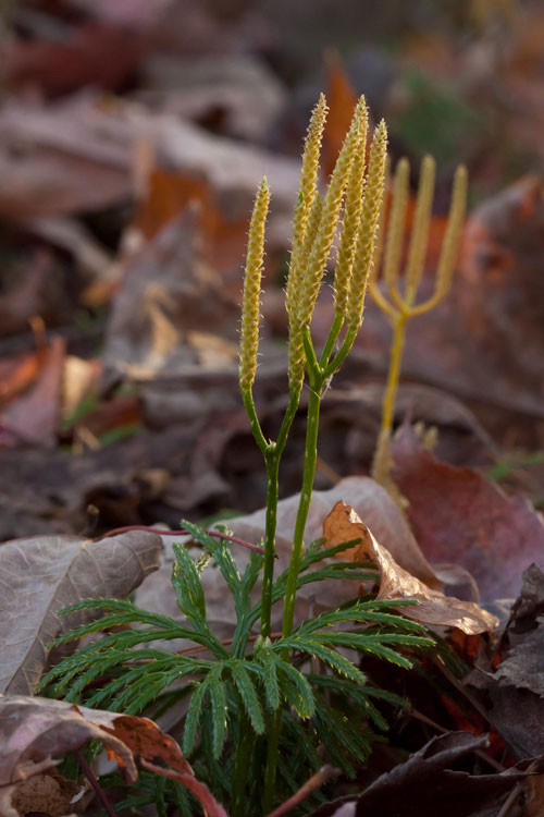 southern running-pine