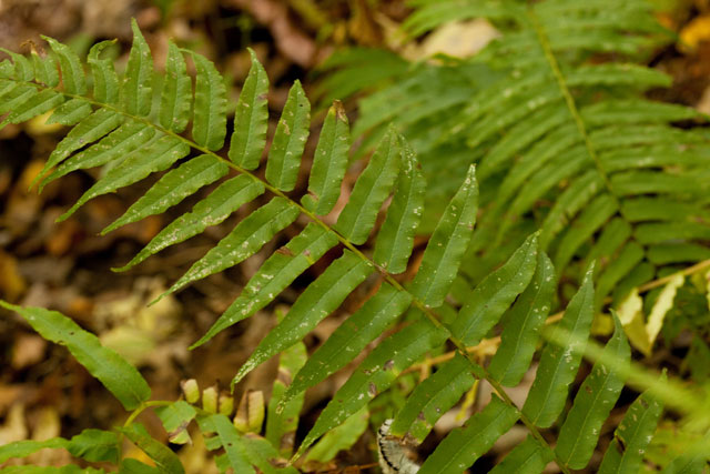 glade fern