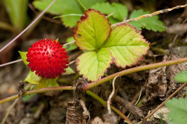 Indian strawberry