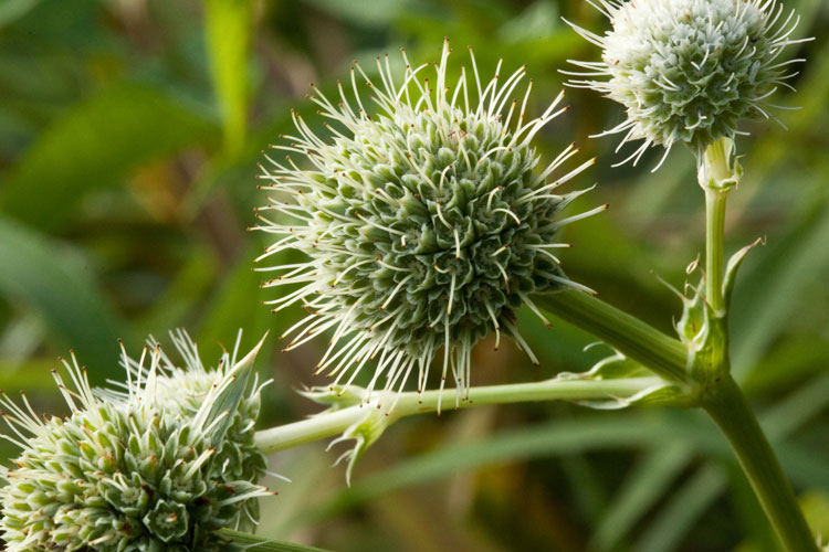 rattlesnake-master