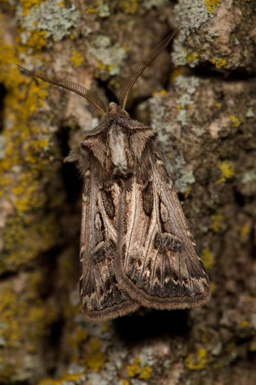 Dingy cutworm moth